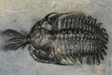 Triple Spiny Walliserops Trilobite Specimen - Timrzit, Morocco #354605-1